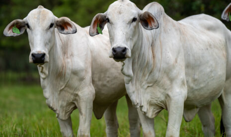 La race bovine Brahman représentera le Salon International de l’Agriculture 2026