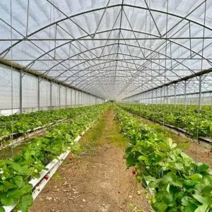 fraiserie ferme onglees anglure