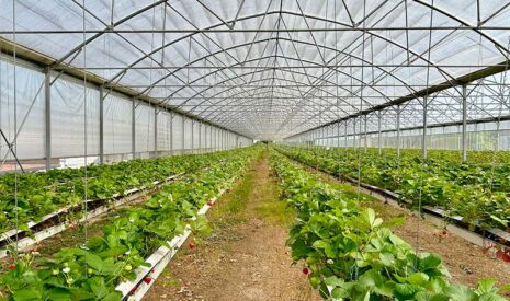 Soufflet Agriculture déploie son modèle GreenLeaf en France et à l’international