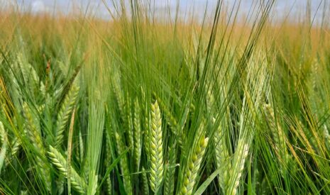 Limagrain lance LG Allegro, une orge brassicole au rendement et intérêts en malterie très intéressants.