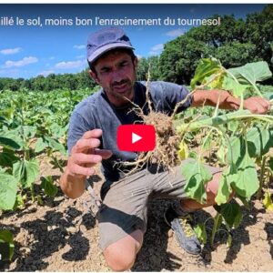 moins j'ai travaillé le sol, moins bon l'enracinement du tournesol