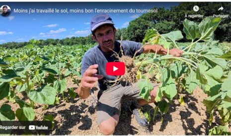 Moins le sol a été travaillé, moins bon est l’enracinement du tournesol