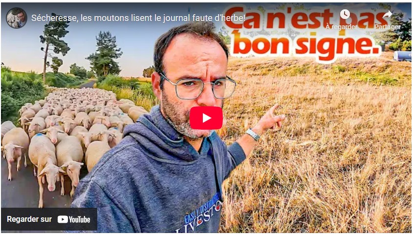 Sécheresse, les moutons lisent le journal faute d&rsquo;herbe !