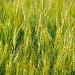 Triticale : 4 nouvelles variétés en 2025, fruits de 43 ans de recherche Agri Obtentions et INRAE