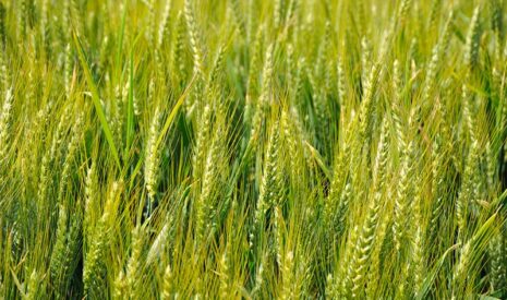 Triticale : 4 nouvelles variétés en 2025, fruits de 43 ans de recherche Agri Obtentions et INRAE
