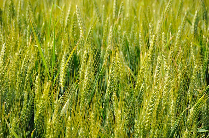Triticale : 4 nouvelles variétés en 2025, fruits de 43 ans de recherche Agri Obtentions et INRAE