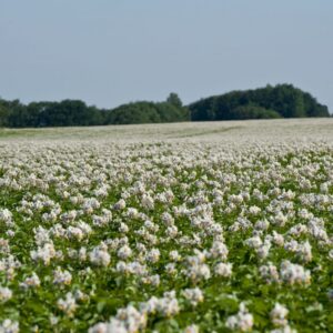 florimond deprez danespo pdt