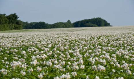 Le Groupe Florimond Desprez devient actionnaire majoritaire de Danespo pour renforcer sa stratégie pomme de terre