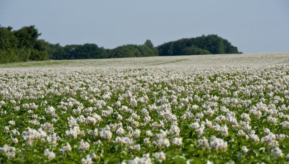 Le Groupe Florimond Desprez devient actionnaire majoritaire de Danespo pour renforcer sa stratégie pomme de terre