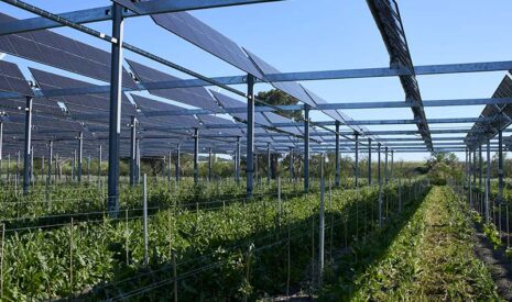 Samsolar inaugure la plus grande ferme agrivoltaïque viticole de France