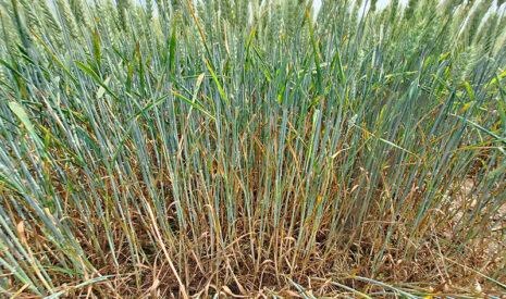 Les fongicides BASF à base de Revysol® confirment leur performance sur blé et orge