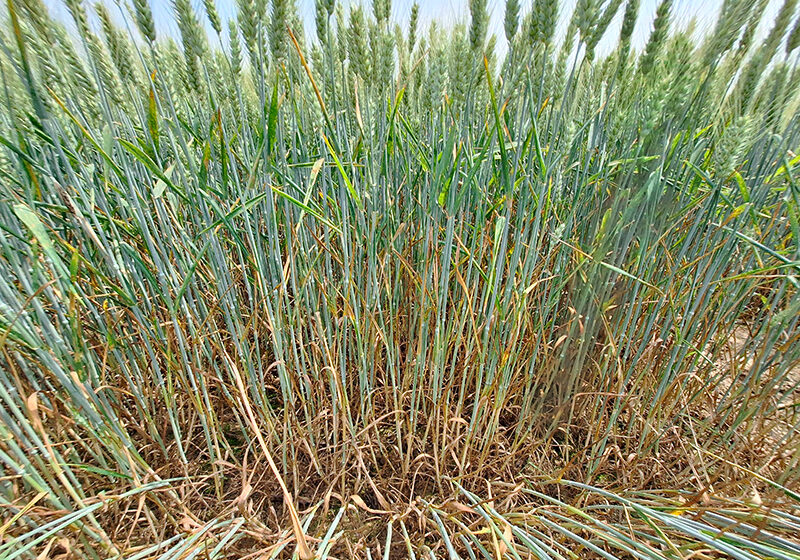 Les fongicides BASF à base de Revysol® confirment leur performance sur blé et orge