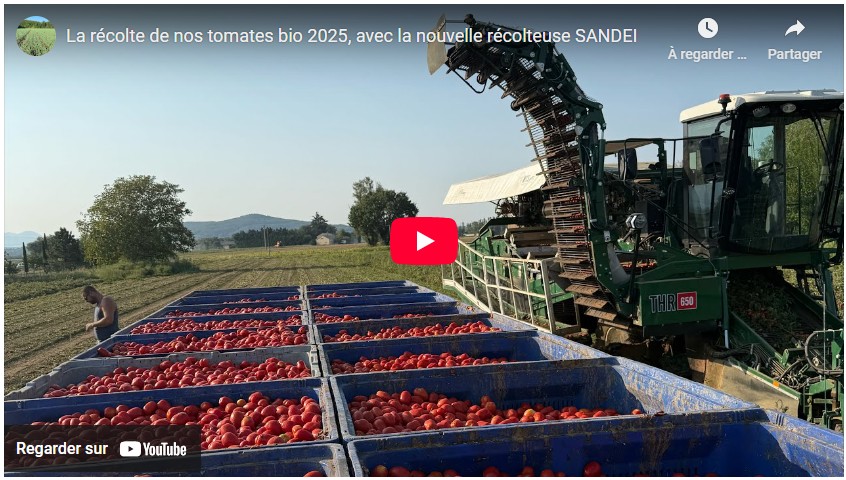 La récolte des tomates bio 2025, avec la nouvelle récolteuse SANDEI