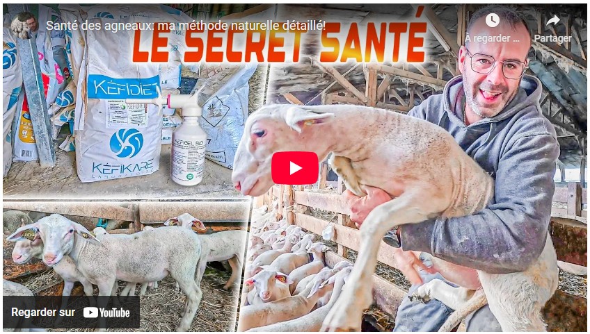 Santé des agneaux : la méthode naturelle de Guillaume détaillée !