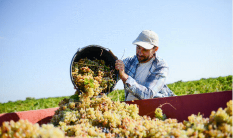 Moins d’IFT, plus de résultats :  la preuve par la vigne