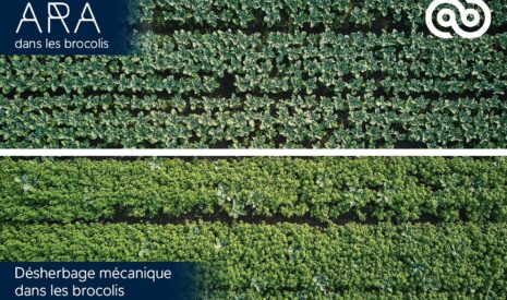 Ecorobotix lance le traitement Ultra-Haute Précision (UHP) dans le maraîchage, une première mondiale