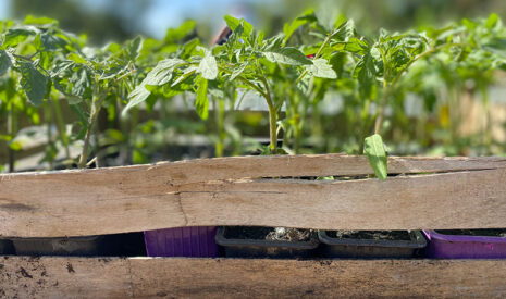 Agryco et Mycophyto, nouveaux partenaires pour booster la filière tomate