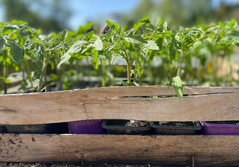 Agryco et Mycophyto, nouveaux partenaires pour booster la filière tomate
