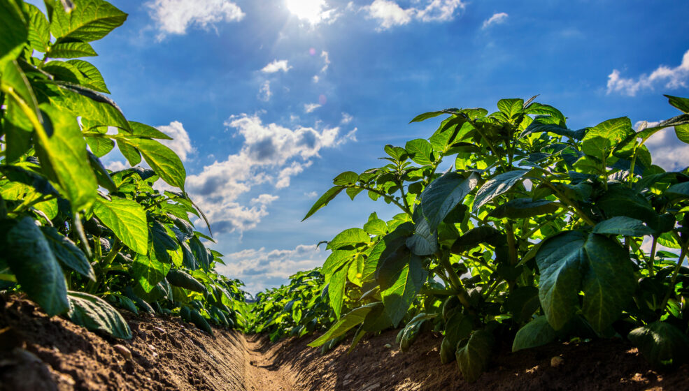 La pomme de terre relève tous les défis 