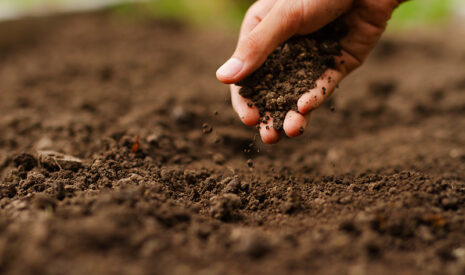 VERTAL complète son offre avec son 3ᵉ biostimulant homologué, le TRICHOBIOSE