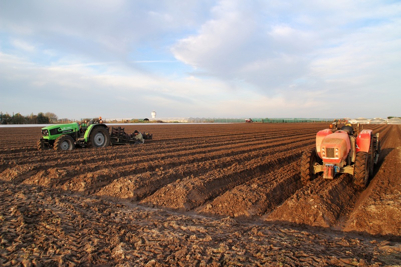 Plantation de la pomme de terre durant l'hiver