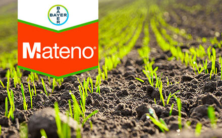 Mateno® Duo, la nouvelle référence du désherbage d’automne des céréales dès 2026