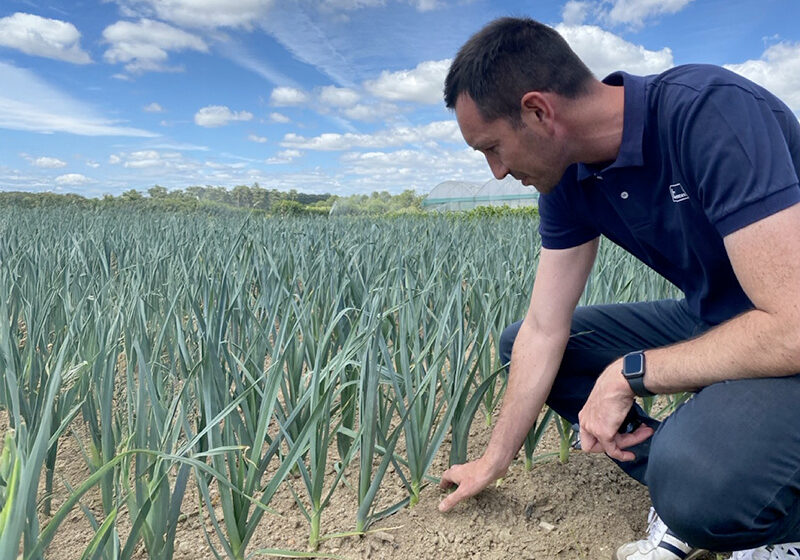 BCF Life Sciences obtient un deuxième brevet pour sa technologie Leafamine®, au service d’une agriculture plus durable