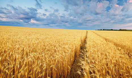 ISAGRI acquiert Abelio pour sa plateforme agronomique