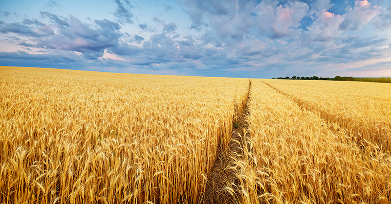 ISAGRI acquiert Abelio pour sa plateforme agronomique