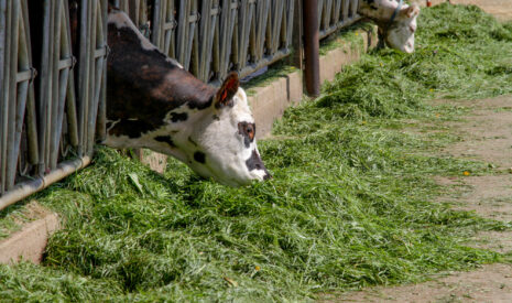 Des vaches à l’herbe bien dans leur assiette