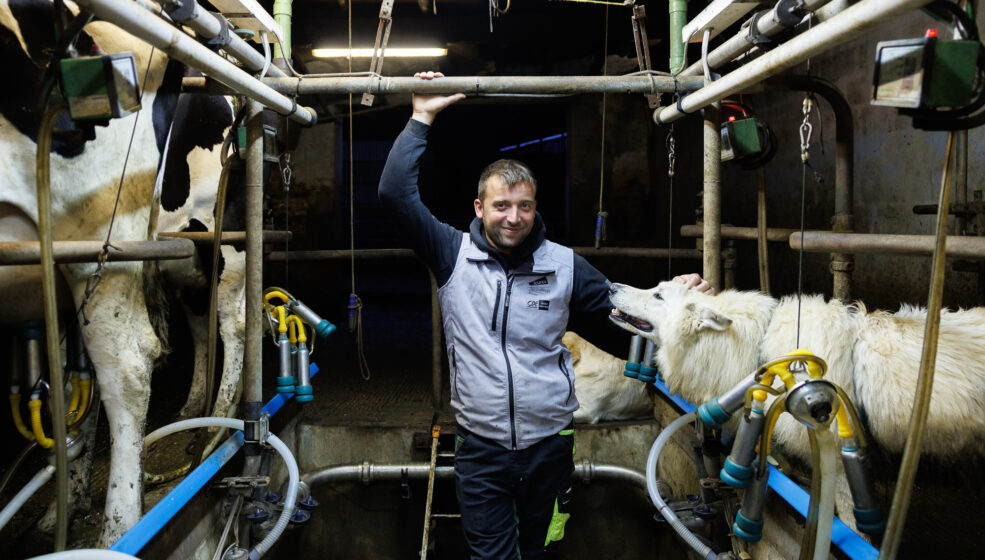 Matthieu Poiroux éleveur Juste et Vendéen