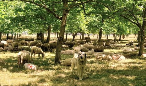Le pâturage dans les vergers pour gérer l’enherbement