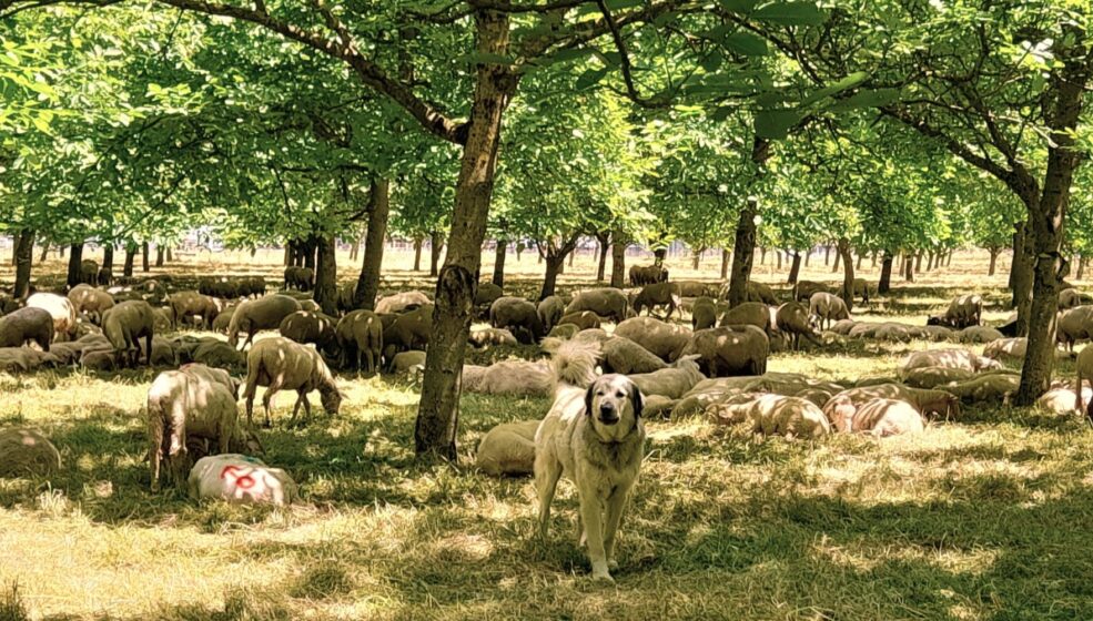 Le pâturage dans les vergers pour gérer l’enherbement