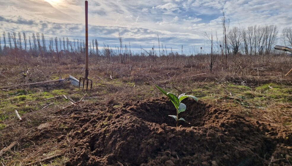 Agroforesterie : Envol Vert publie un livret technique après 6 ans d’essais