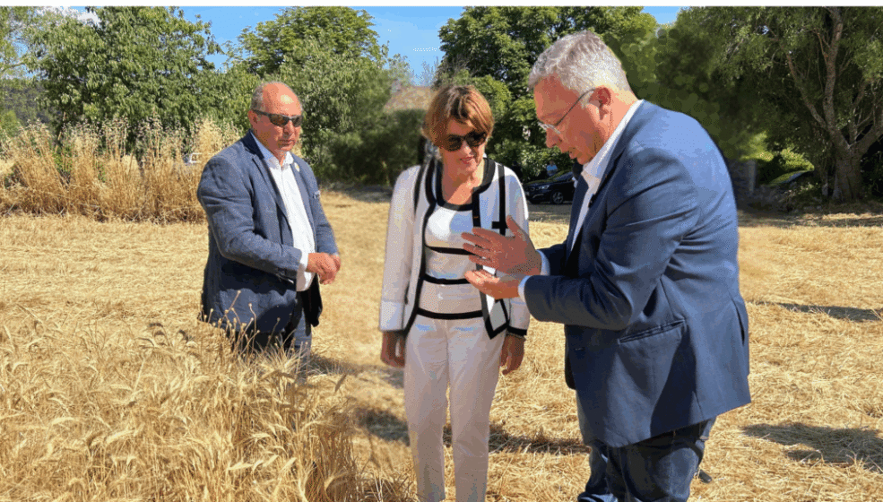 Blé dur : le ministère de l’agriculture annonce une aide couplée à plus de 140€/ha