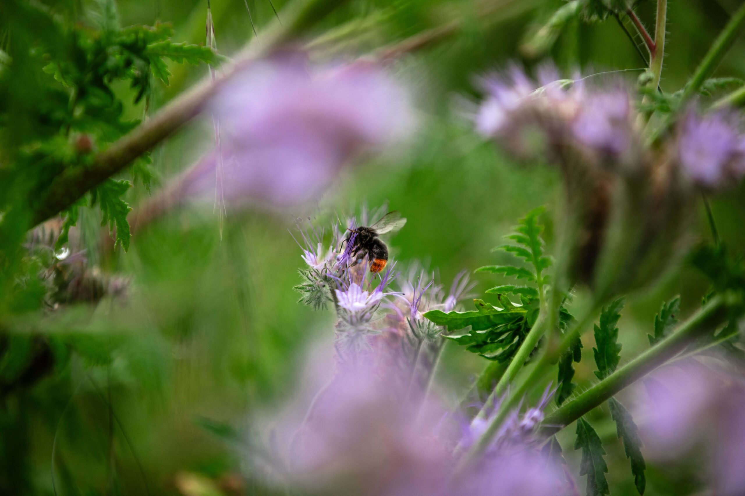 3 % de la surface des champs de blé Harmony sont consacrés à l'implantation de zones fleuries.