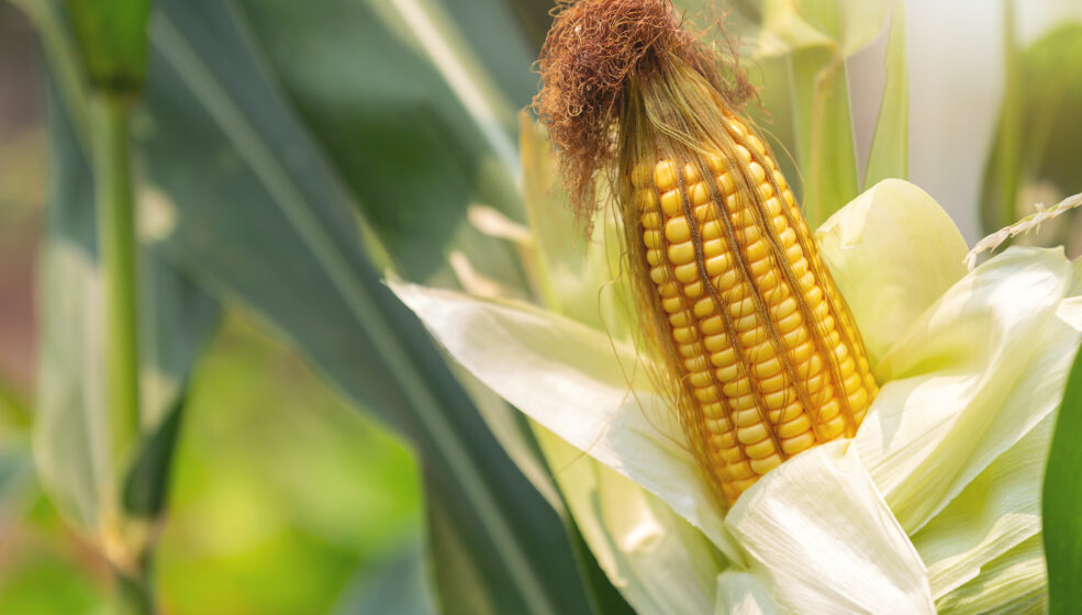 La biosolution by BAYER qui aide le maïs à mieux valoriser l&rsquo;eau du sol