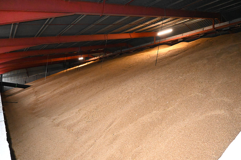 sont fixées par des câbles à 2 m de hauteur dans le blé stocké.