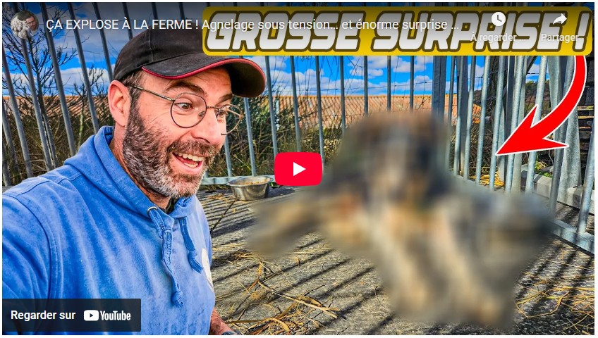 Ça explose à la ferme ! Agnelage sous tension… et énorme surprise à la fin !