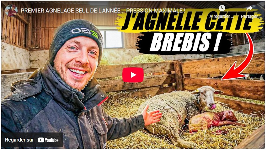 Premier agnelage, seul de l&rsquo;année… Pression maximale !