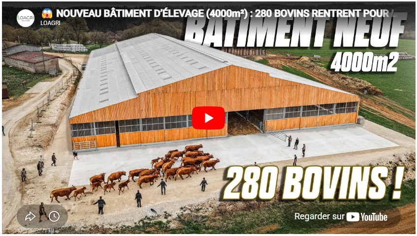Nouveau bâtiment d&rsquo;élevage (4000m²) : 280 bovins rentrent pour la 1ère fois dans les box