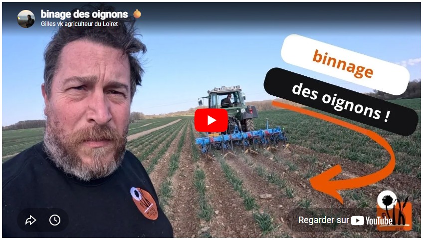Binage des oignons