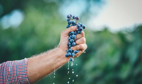 LBG-01F34, la solution sécuritaire pour protéger votre vigne