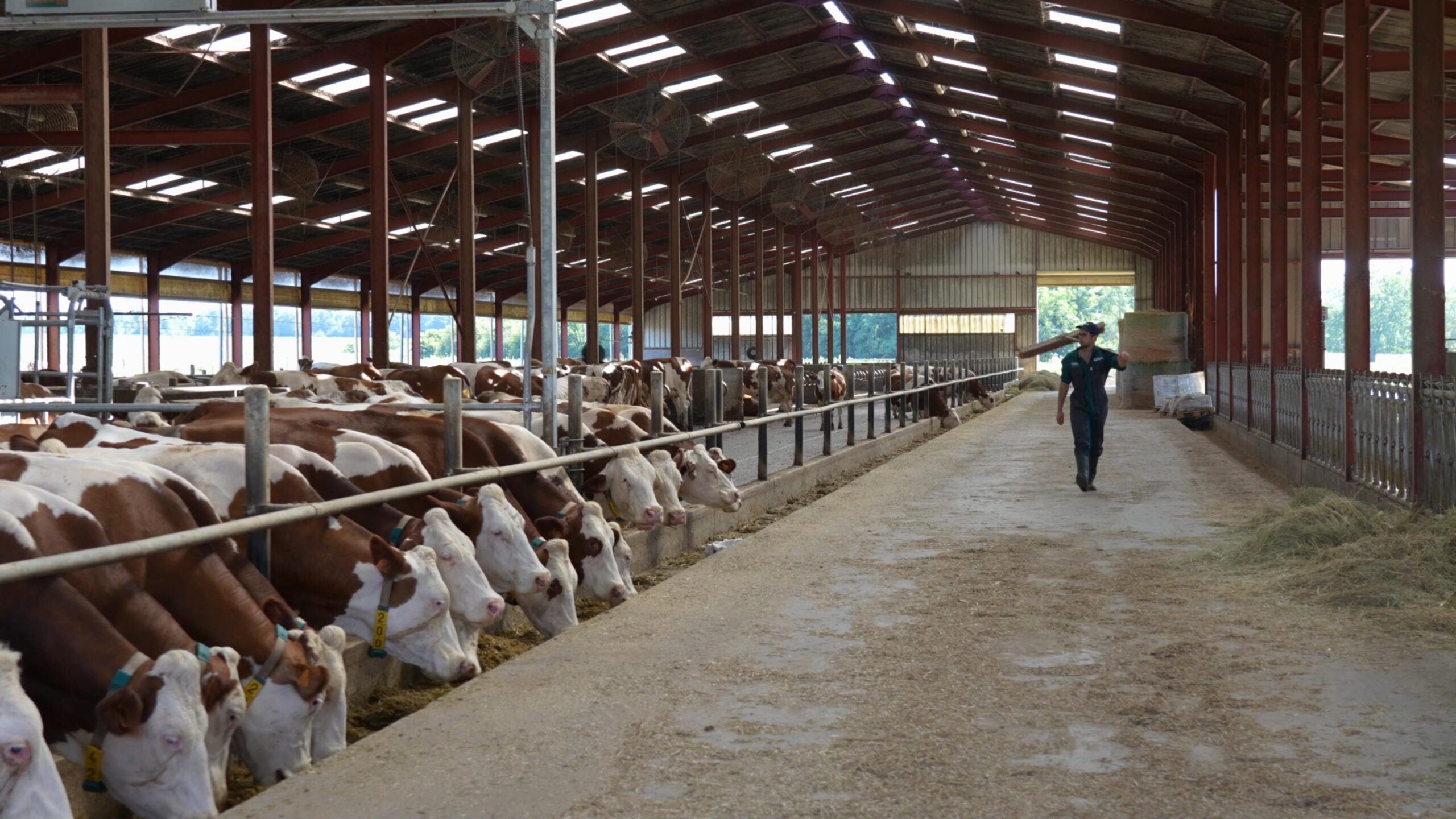vue d'ensemble du bâtiment d'élevage du GAEC des Chapuis. L'organisation en Batch Milking permet de traire 201 vaches en environ 3h30, facilitant la gestion de grands troupeaux par une seule personne. Source : GEA.