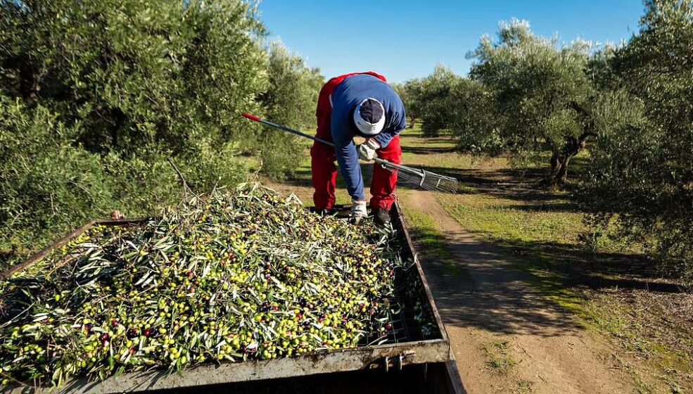 Valorisation des déchets d&rsquo;huilerie : l’Italie fait le pari de l’innovation pour l&rsquo;olive