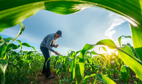 Maïs : réussir son désherbage en ayant le réflexe adjuvants In-Tech