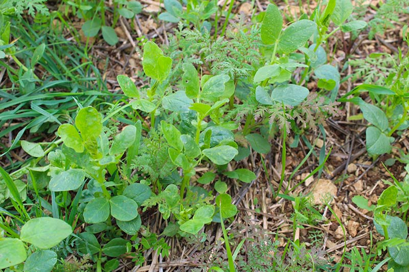 La gestion du ray-grass devient de plus en plus problématique avant l'implantation du tournesol