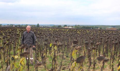 Un couvert long systématisé avant le tournesol