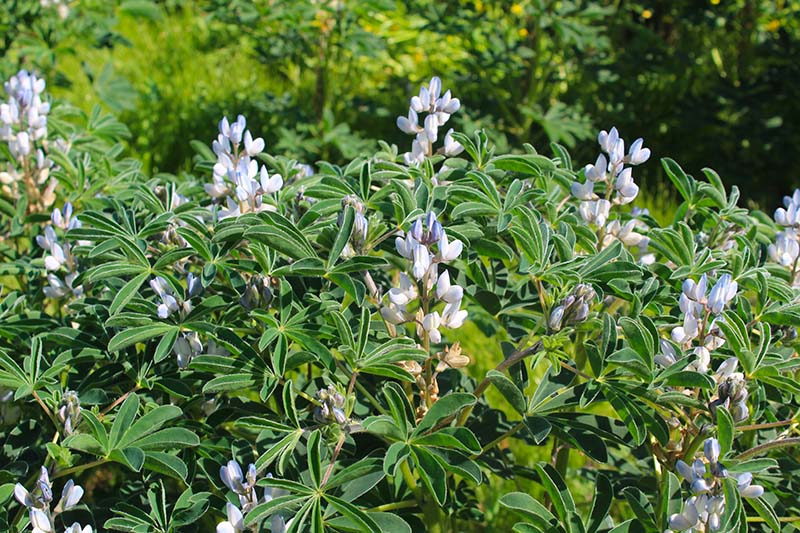 Du lupin d’hiver en fleur, début mai 2025