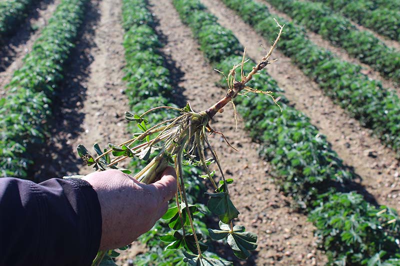 Grâce à ses nodosités, le lupin assure sa fertilisation azotée.